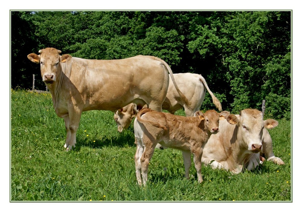 la pose pour un portrait de famille !!!!