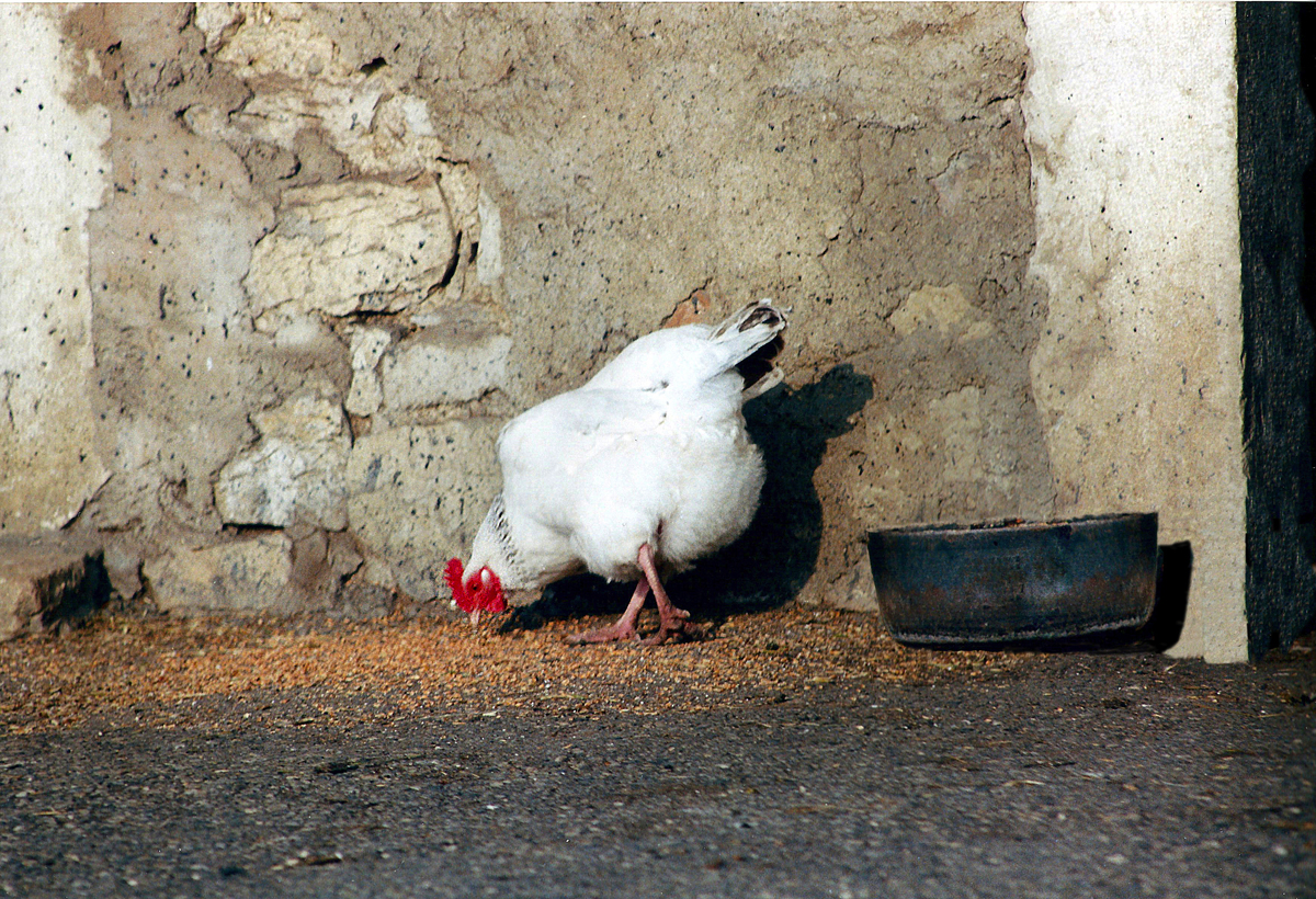 la poule