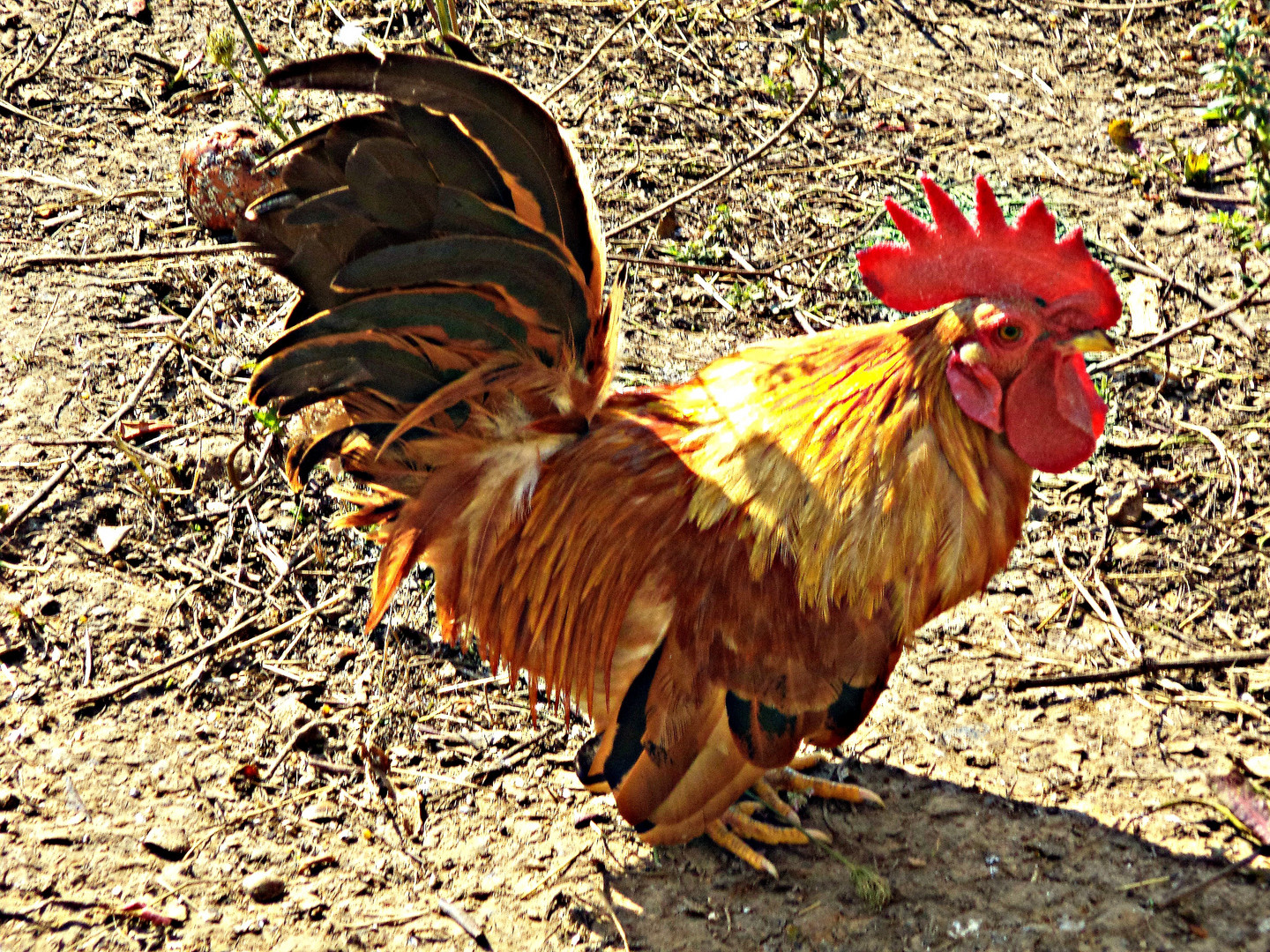 La poule