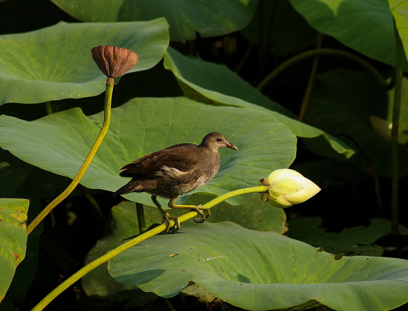 la poule d 'eau