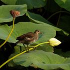 la poule d 'eau