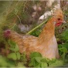 la poule dans la jardinière de fleurs