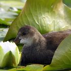 la poule d'eau et le nénuphar