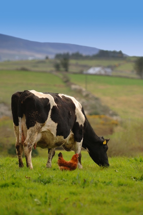 La Poule et la Vache.