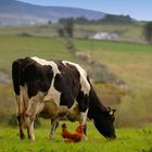 La Poule et la Vache.