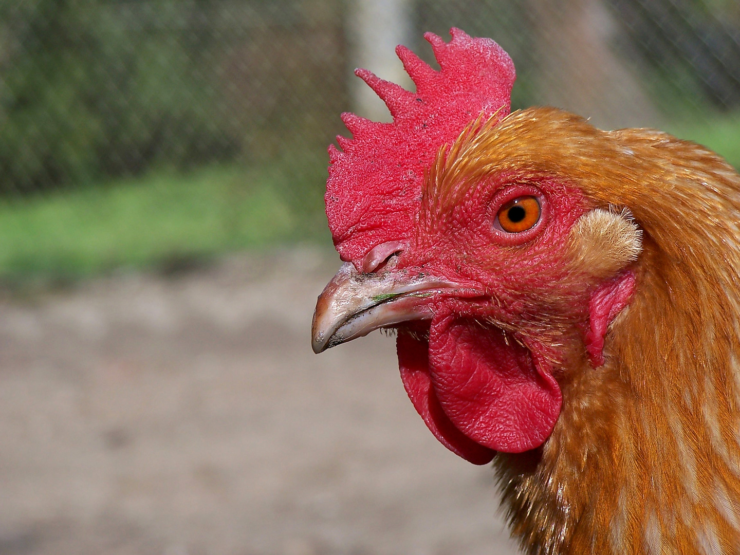 La poule rousse . 