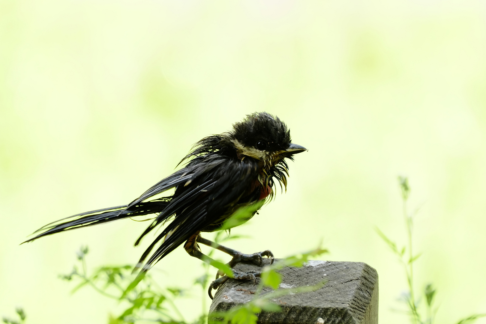 La poxvirose de la Mésange charbonnière 