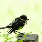 La poxvirose de la Mésange charbonnière 