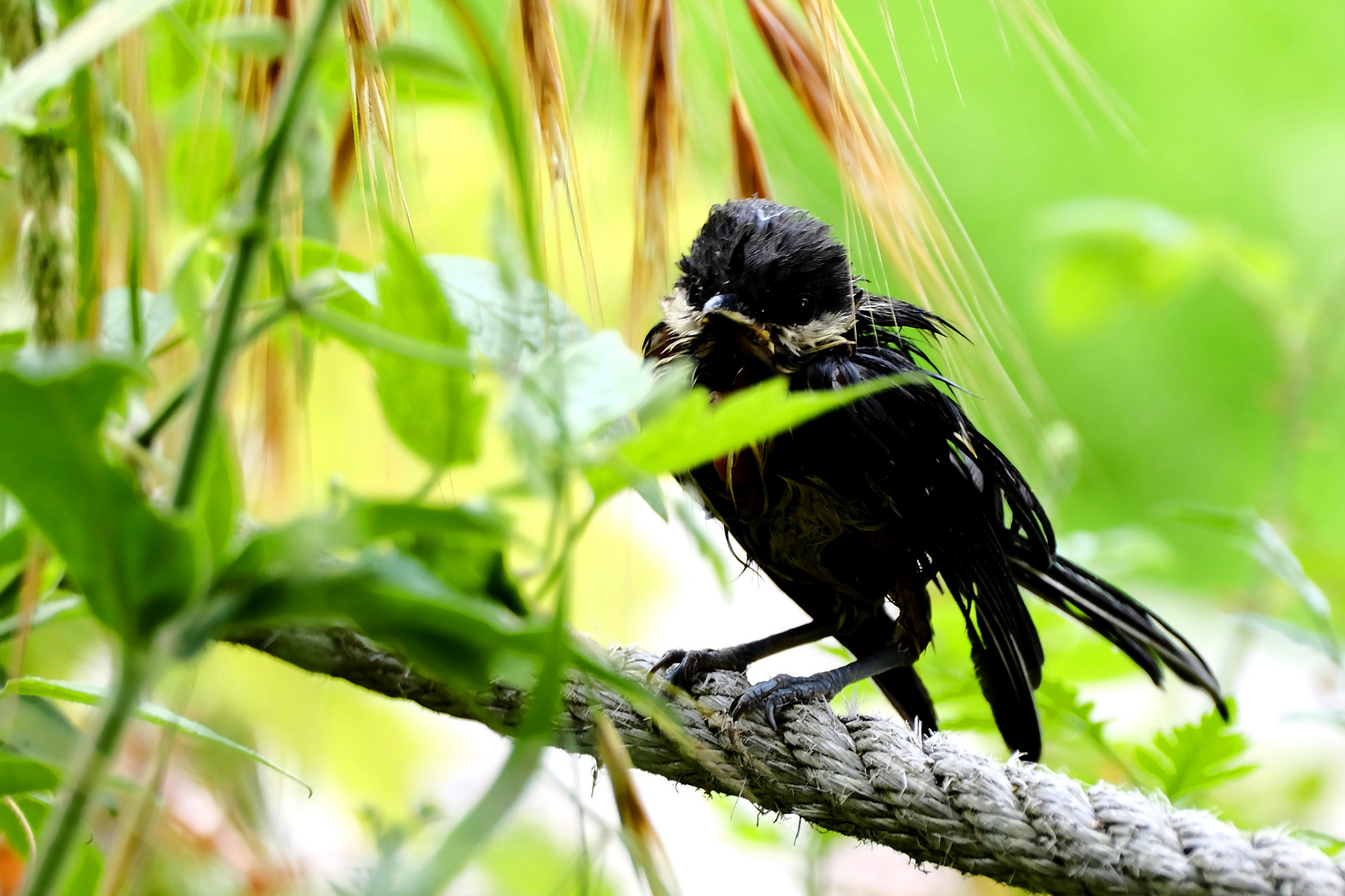 La poxvirose de la Mésange charbonnière