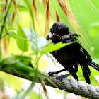 La poxvirose de la Mésange charbonnière