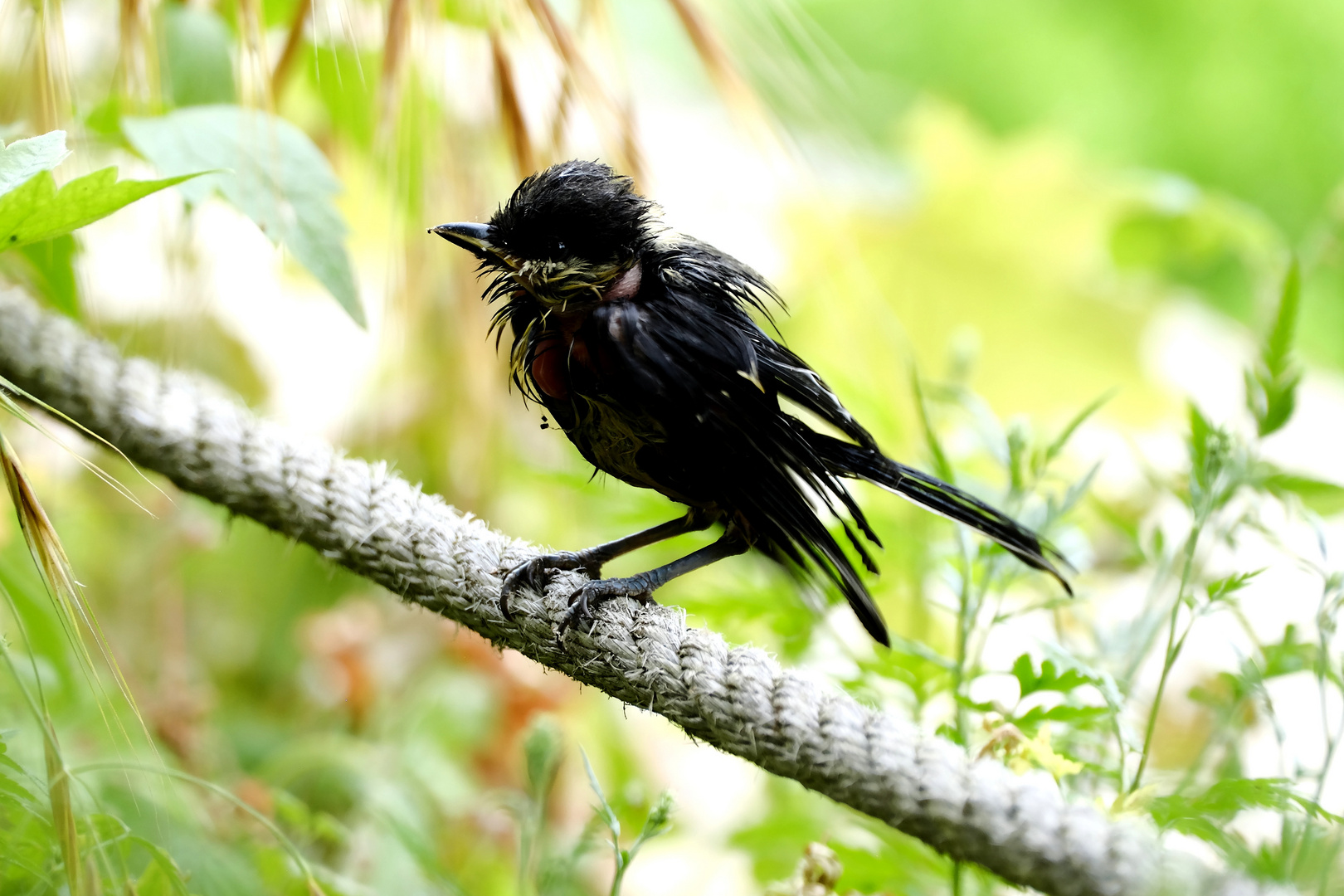 La poxvirose de la Mésange charbonnière 