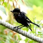 La poxvirose de la Mésange charbonnière 