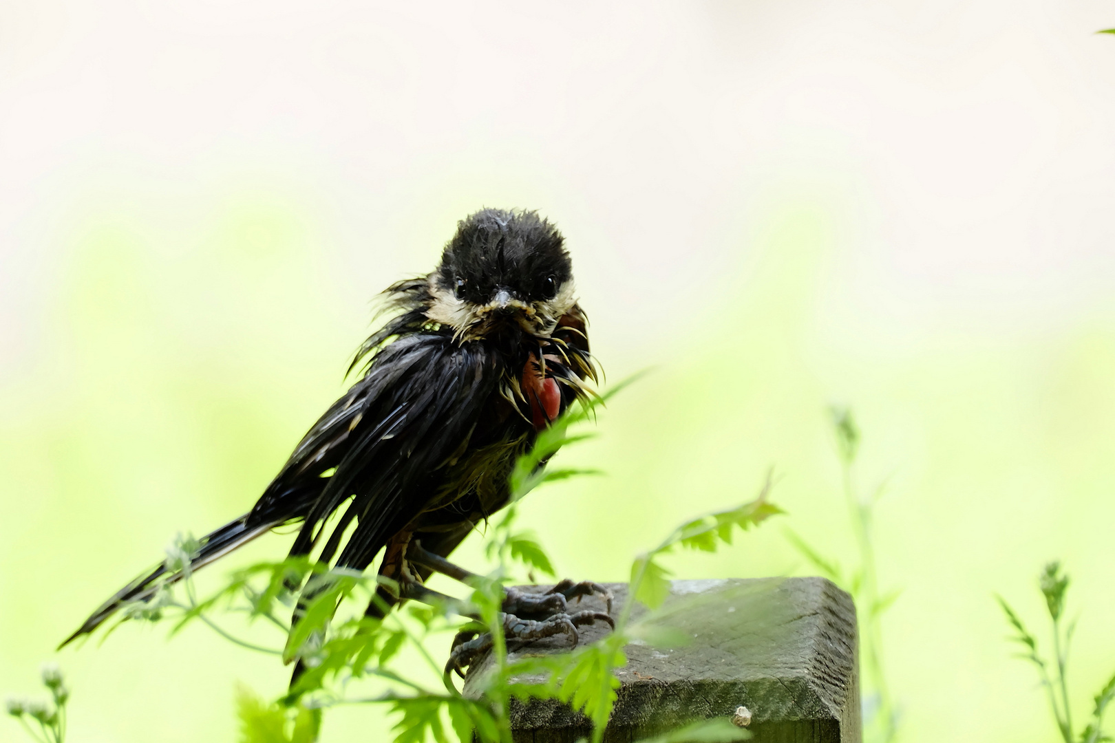 La poxvirose de la Mésange charbonnière