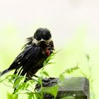 La poxvirose de la Mésange charbonnière