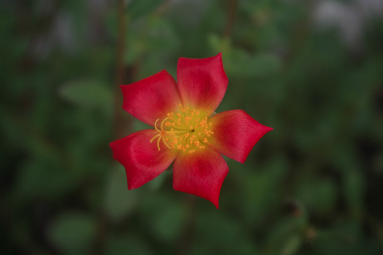 La pâquerette qui se prenait pour un hibiscus