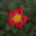 La pâquerette qui se prenait pour un hibiscus