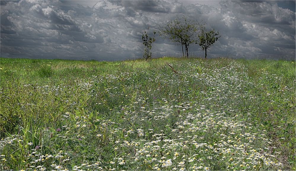 la prairie fleurie