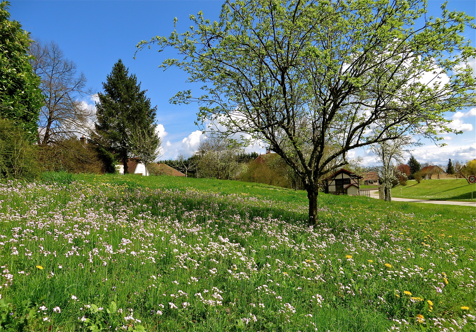 ... la pré de printemps !!!...