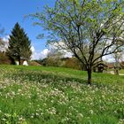 ... la pré de printemps !!!...