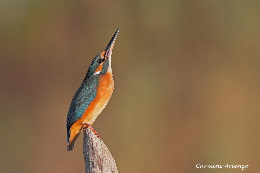 La preghiera del Martin Pescatore