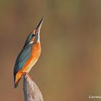 La preghiera del Martin Pescatore