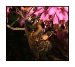 " La première butineuse de l'année dans mon jardin "