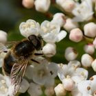 La première butineuse du printemps