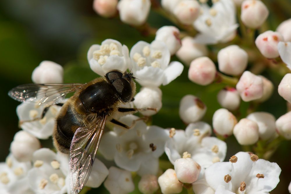 La première butineuse du printemps