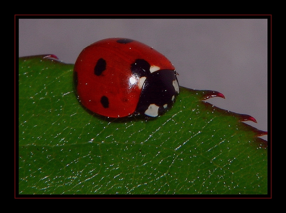 " La première coccinelle de la saison "