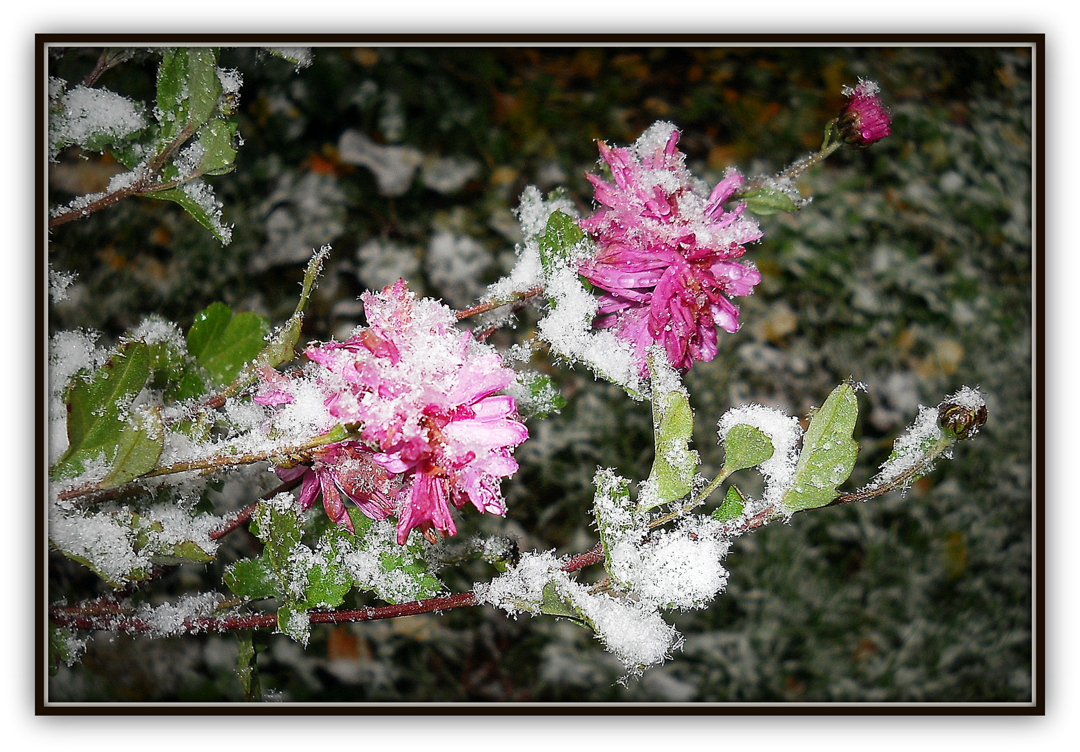 La première neige #1