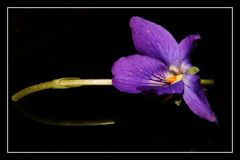 " La première violette dans ma pelouse "