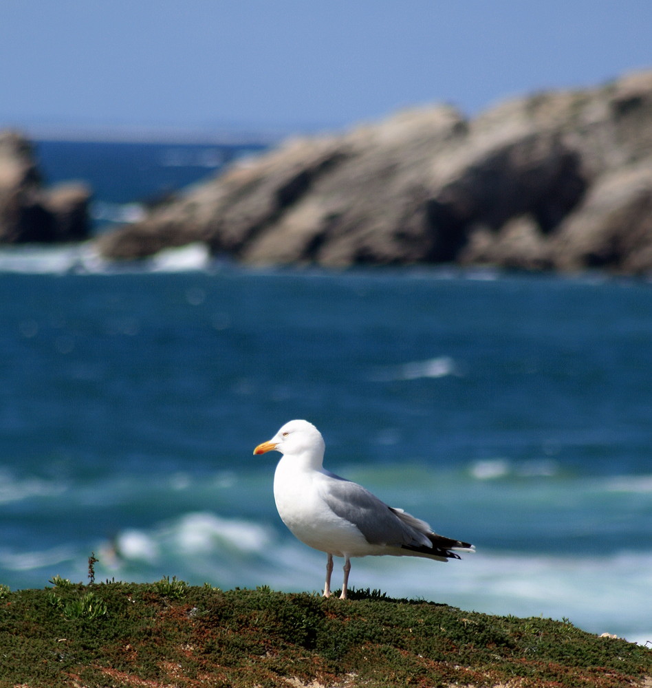 la presqu'île de Quiberon