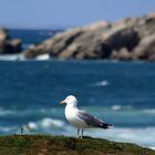 la presqu'île de Quiberon