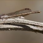 LA PRIMA DAMIGELLA (Sympecma paedisca femmina (Brauer, 1882))