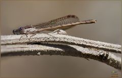 LA PRIMA DAMIGELLA (Sympecma paedisca femmina (Brauer, 1882))