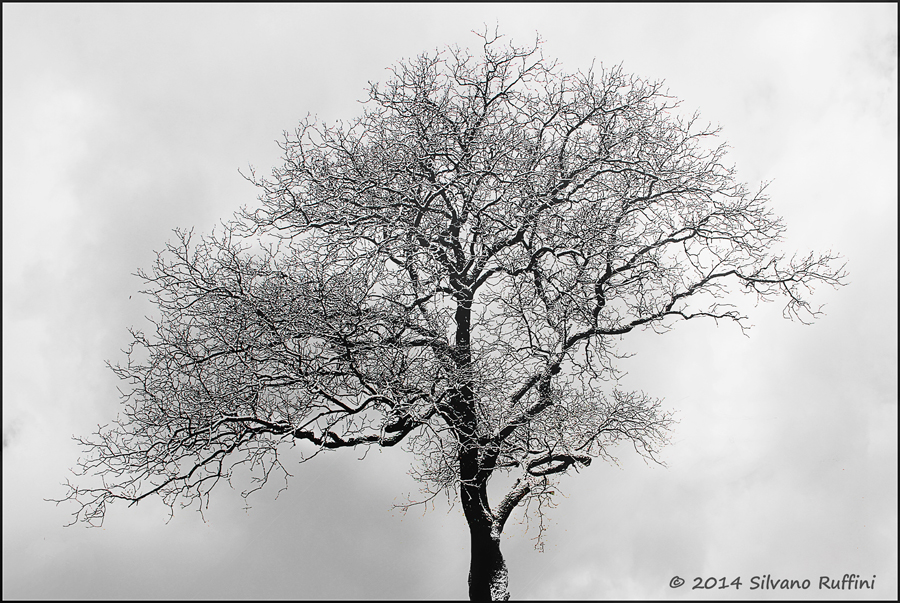 ... LA PRIMA NEVE ...