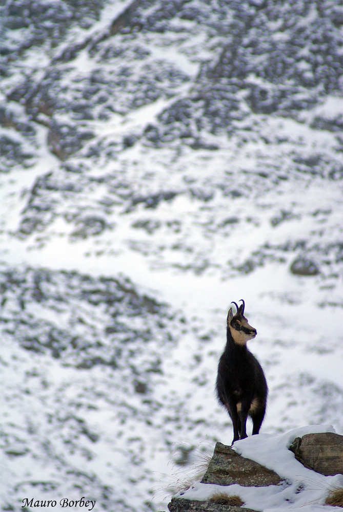 La prima neve.