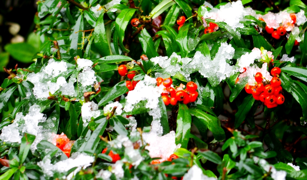 La prima neve a Pesaro rende ancora piu colorata la natura.