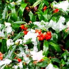 La prima neve a Pesaro rende ancora piu colorata la natura.