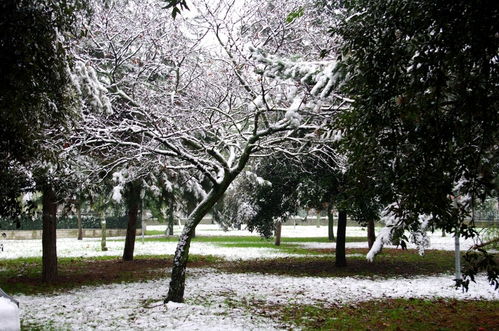 La prima neve su Pesaro,disegna bianche geometrie sui rami protesi al cielo come mani.