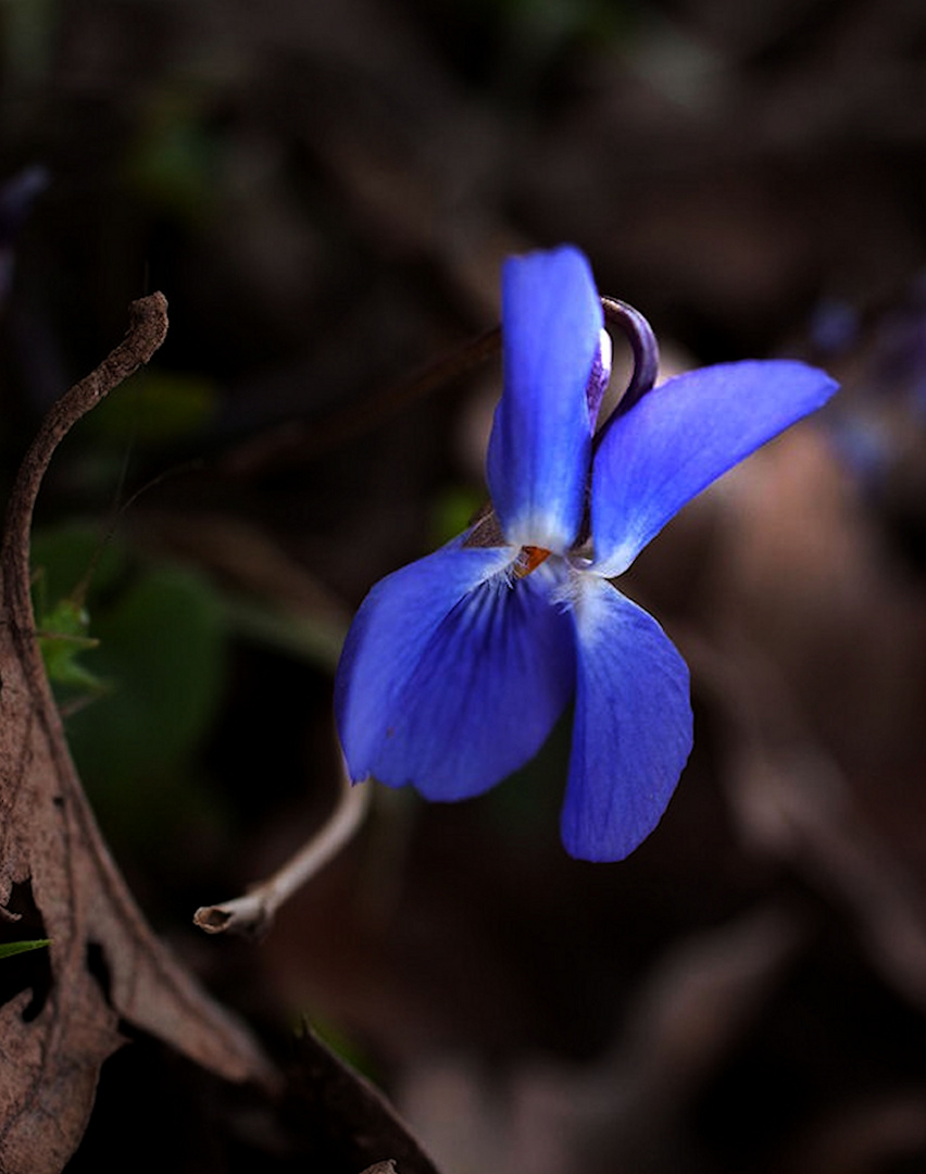 La prima viola