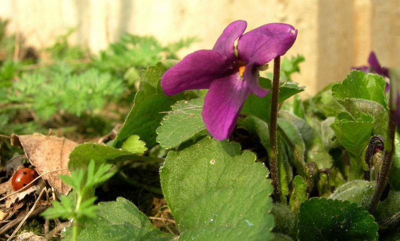 La prima viola e il pisolino della coccinella