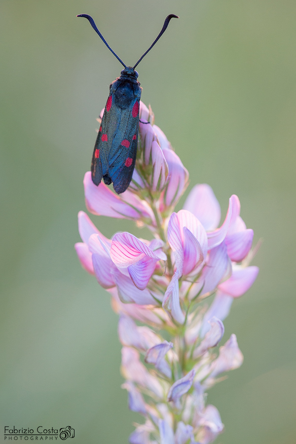 La prima Zygaena