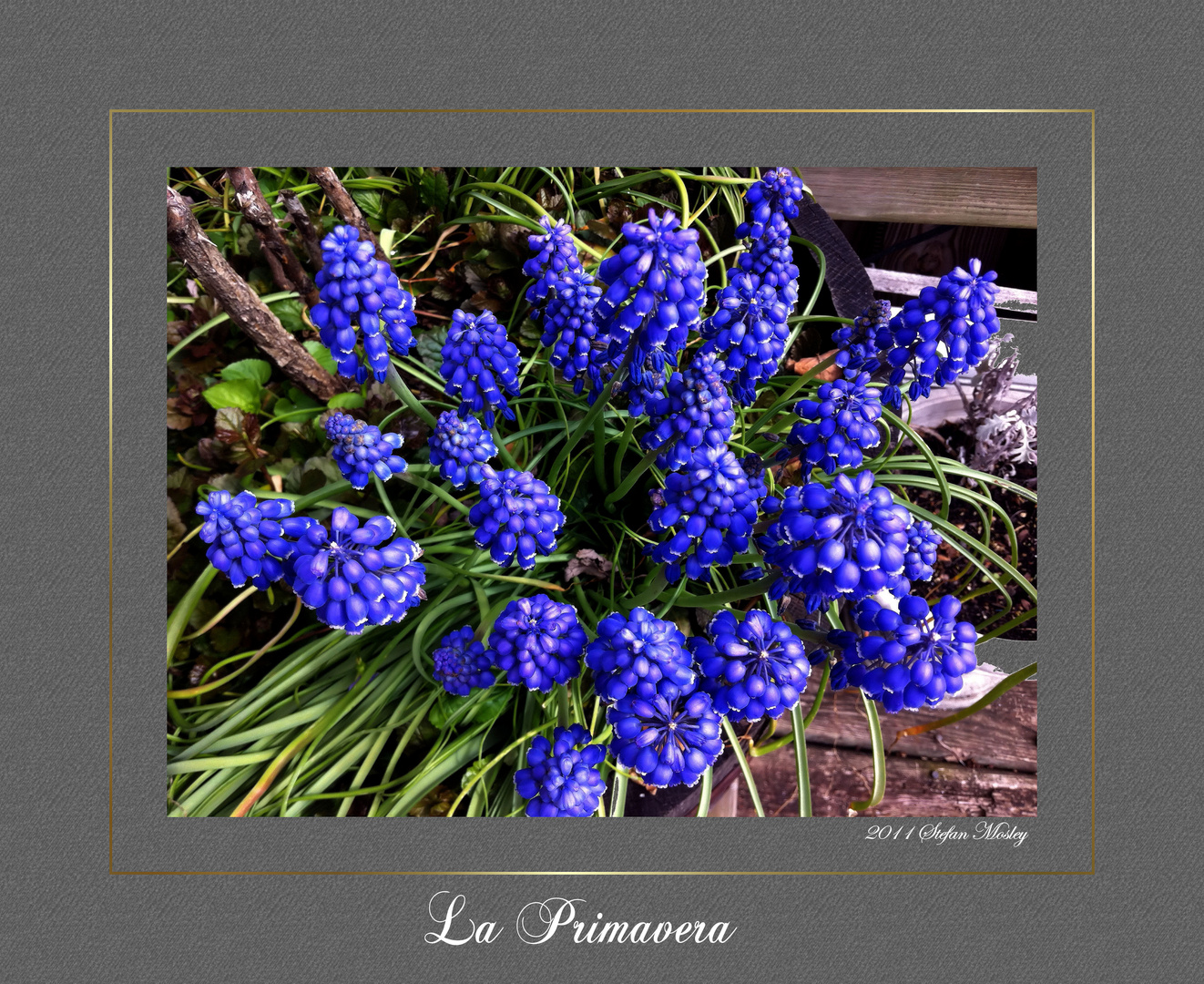 La Primavera