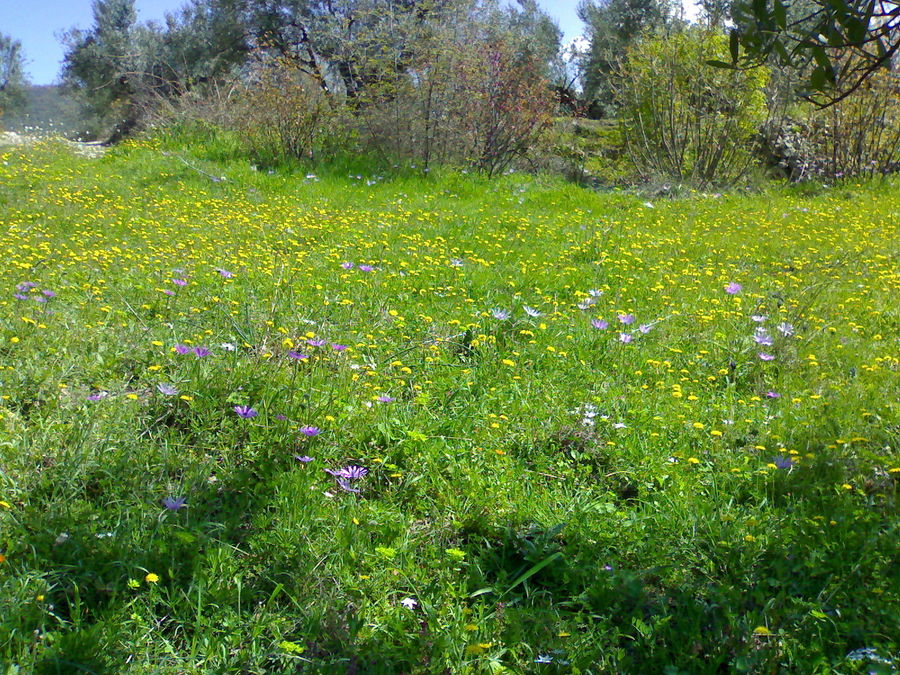 LA PRIMAVERA