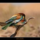 La Primavera ..................