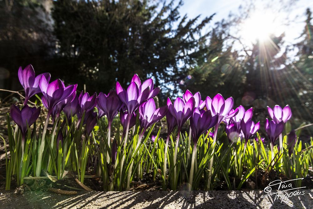 La Primavera