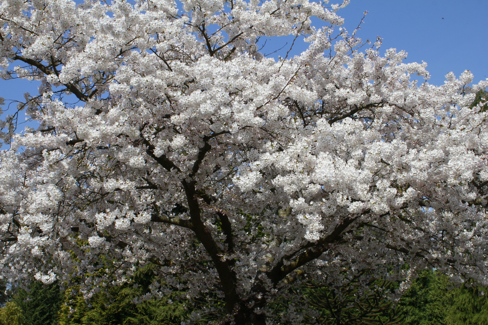 la primavera