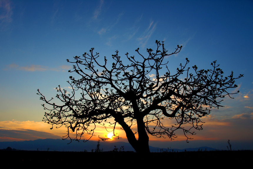 LA PRIMAVERA A CONTRALUZ