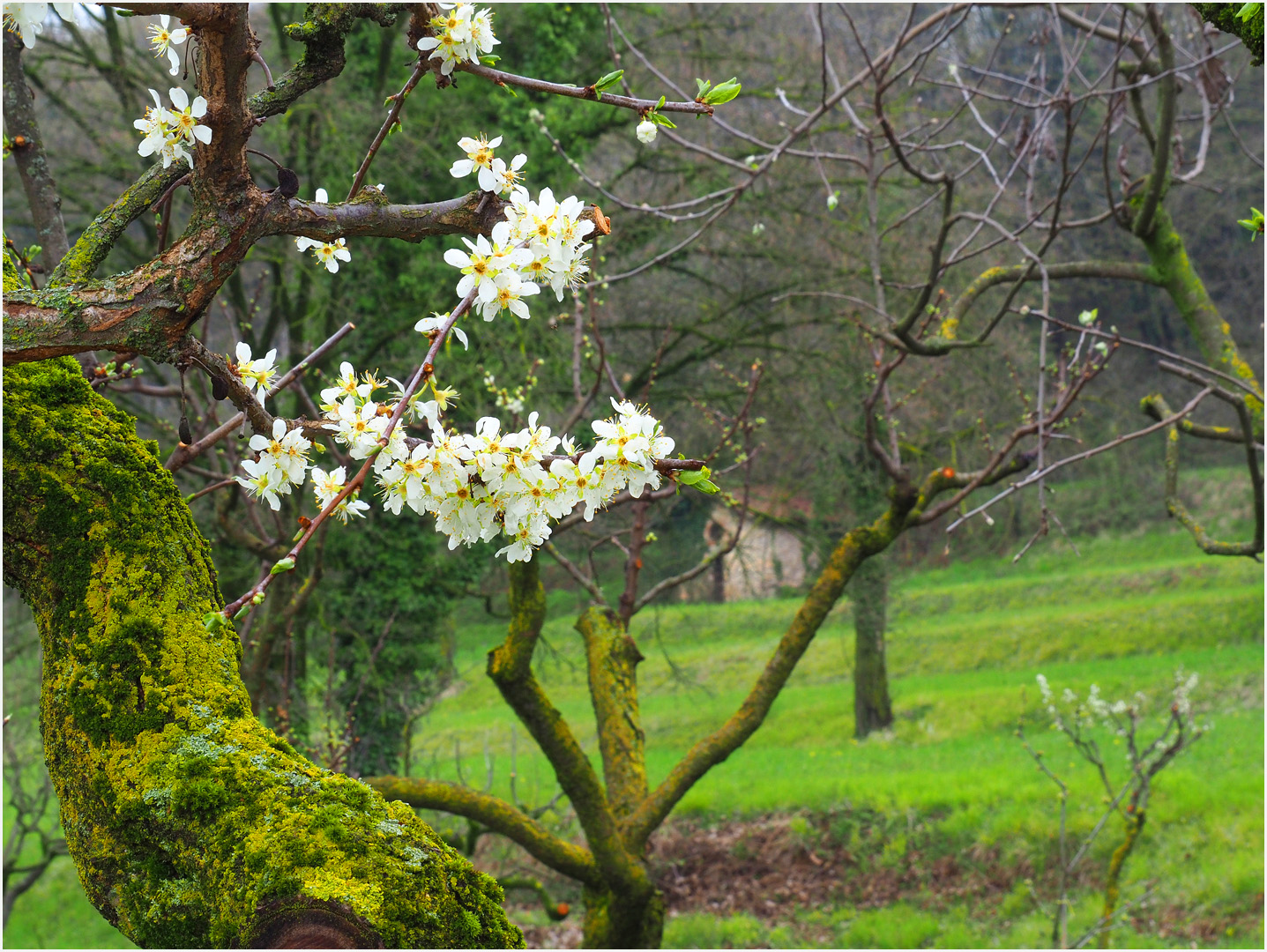 La primavera a Muscoline